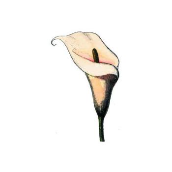Motivstempel Calla